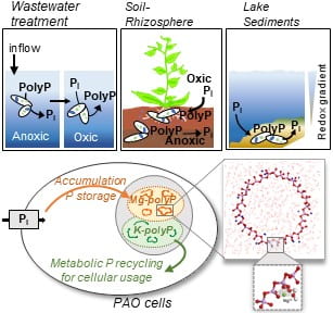 New article in Environmental Science and Technology by Park, Zhou, Gu, and Aristilde