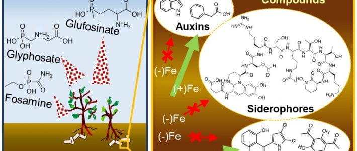 New article in ACS Environmental Au by Li, Wilkes, and Aristilde